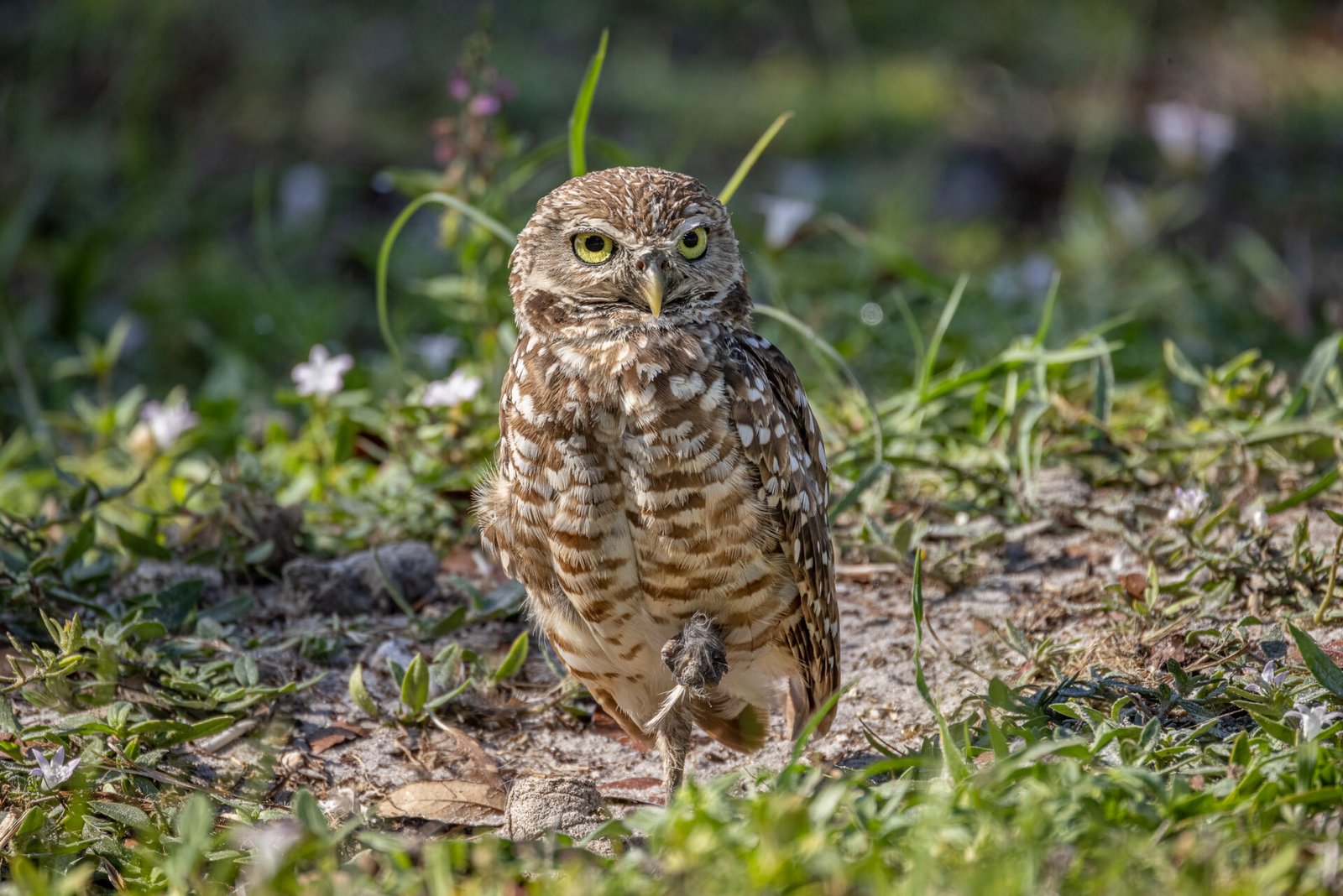 Burrowing Owl Standing On One Leg Near Den
