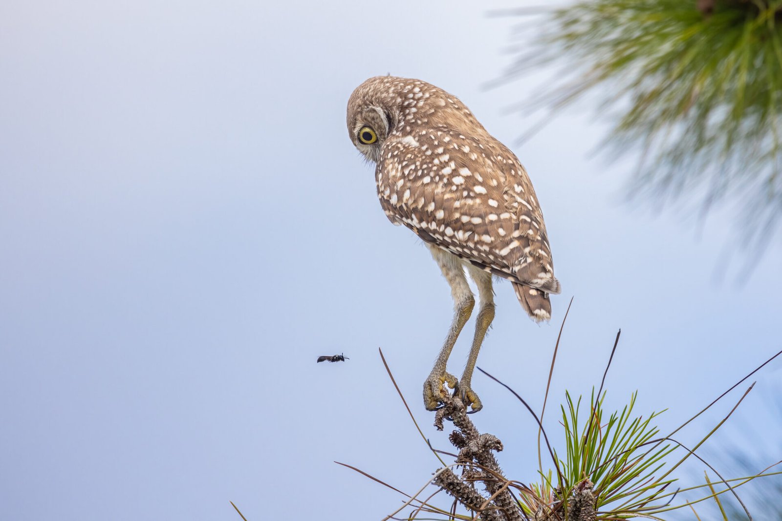 Burrowing Owl Watching Wasp