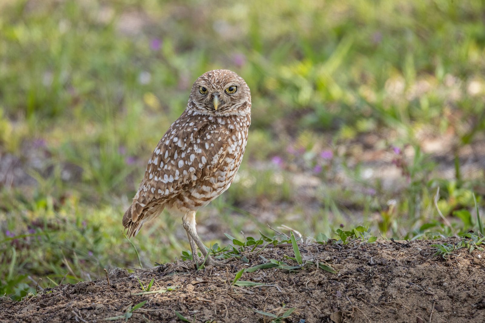 Burrowing Owl With Dark Eyes Variant Standing Near Den