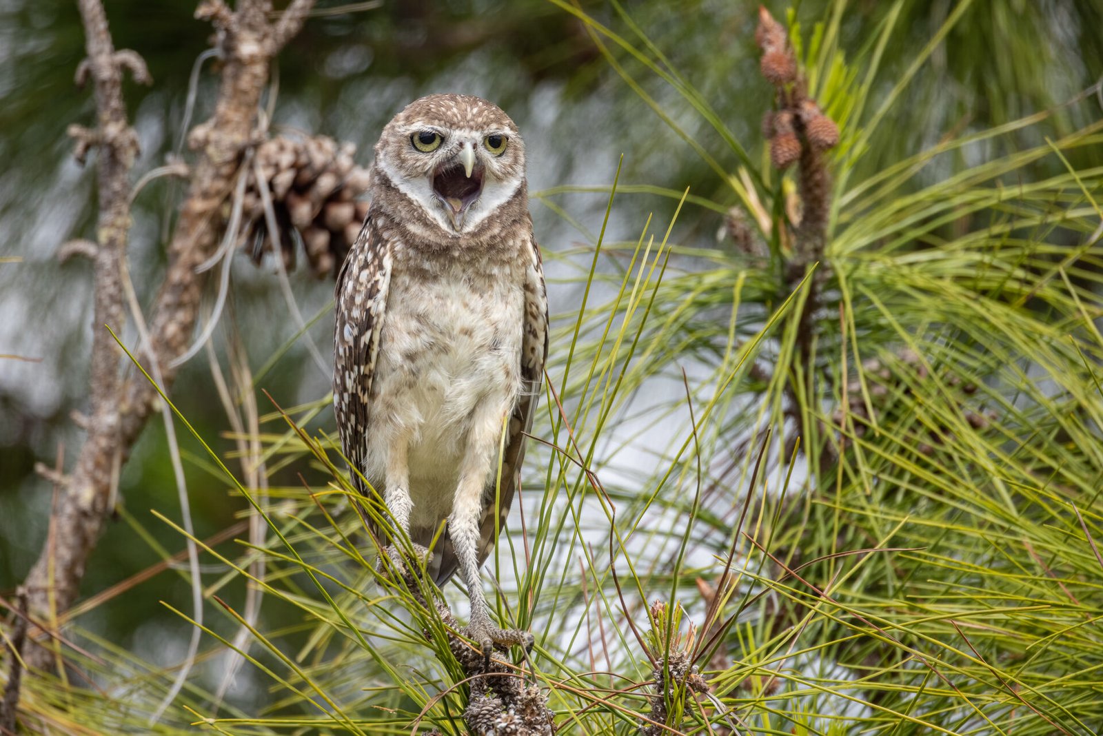 Burrowing Owl Yawning In Pine Tree