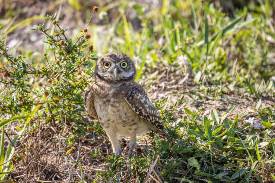 Young Burrowing Owl Standing Near Den In Weeds