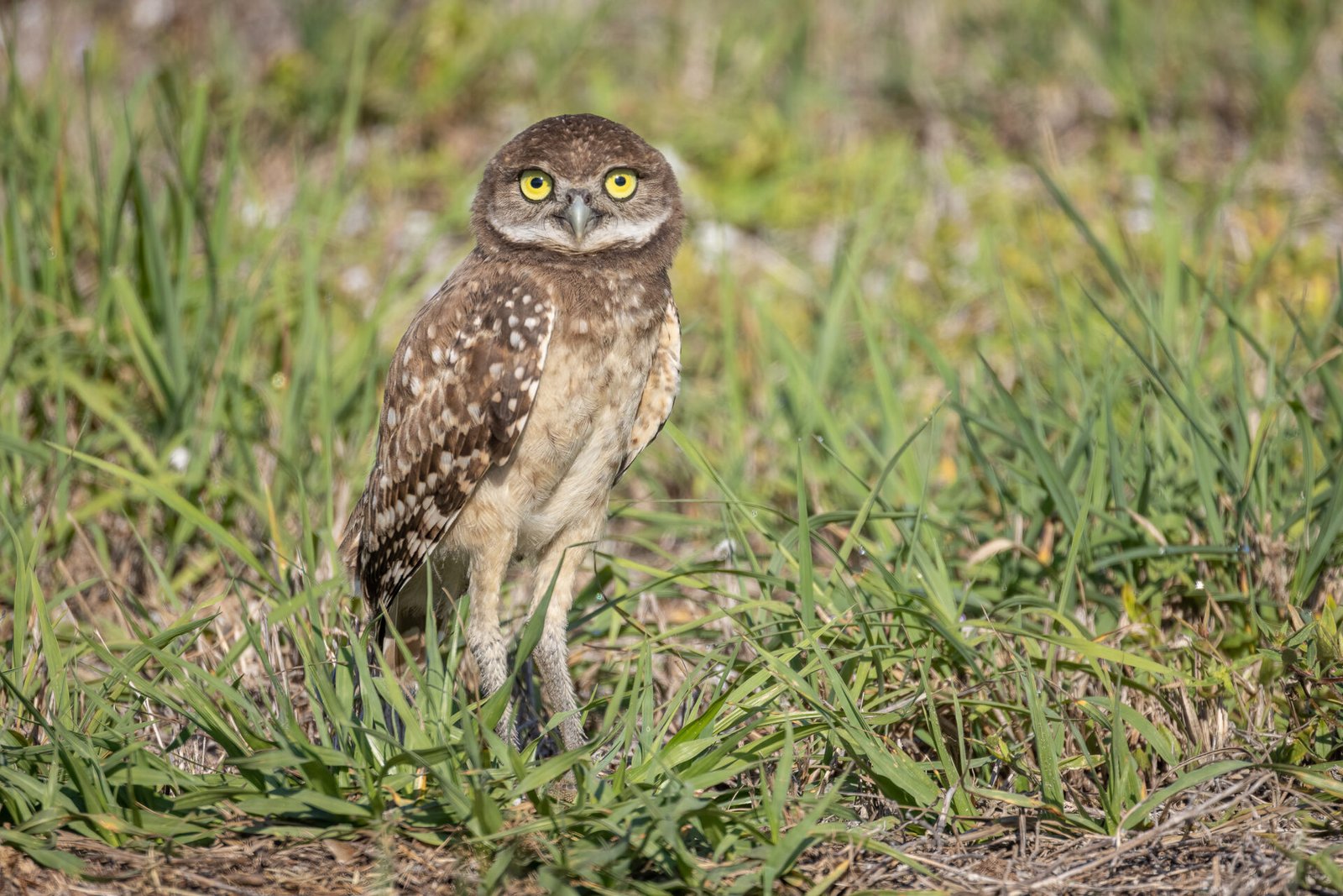 Young Burrowing Owl Standing Outside Den