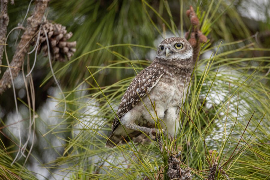 Burrowing Owl Looking Back From Pine Tree