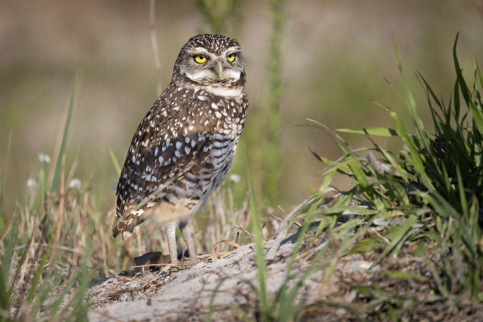 Burrowing Owl Standing Outside Den