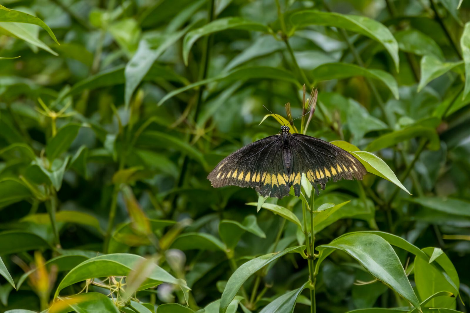 Polydamas Swallowtail Butterfly On Jasmine Shrubs