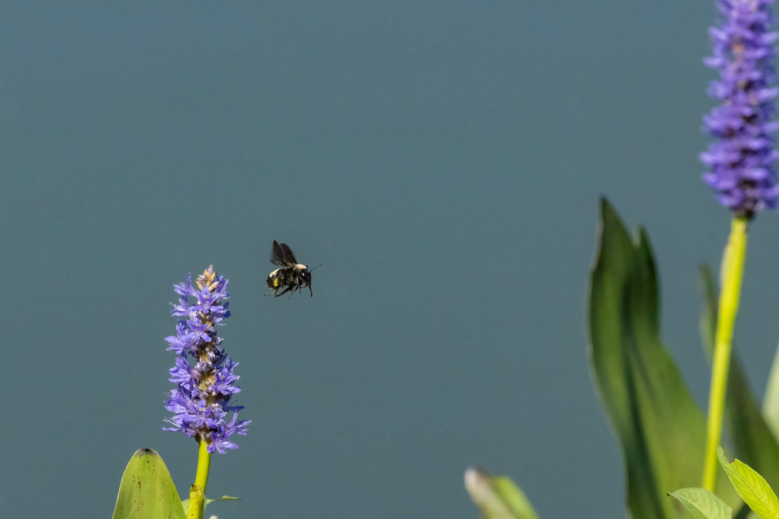 Bumble Bee Flying To New Pickerel Weed