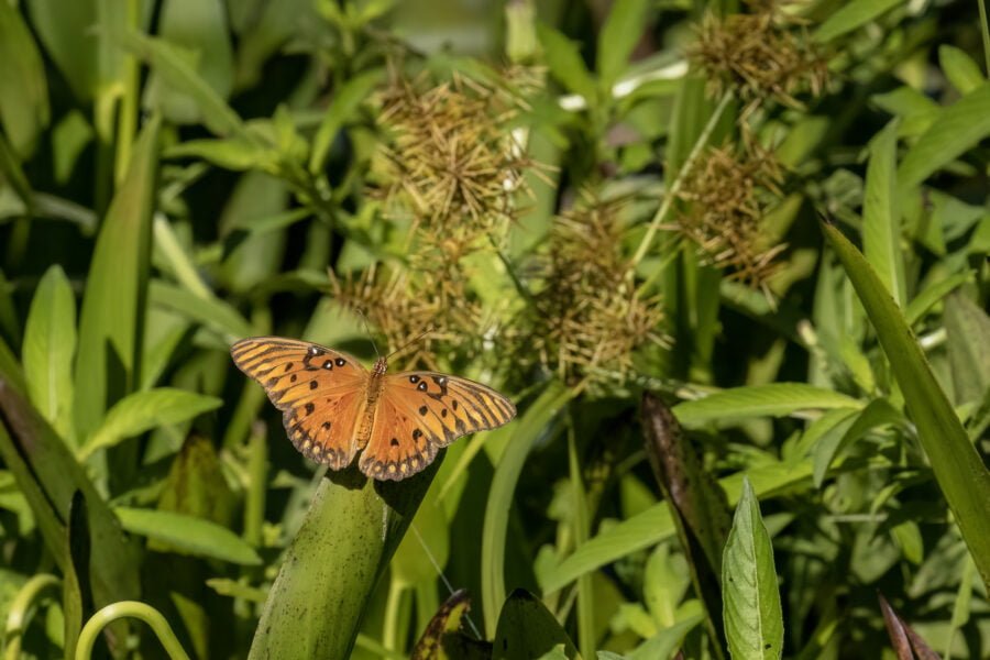 Gulf Fritillary Butterfly Resting On Weed