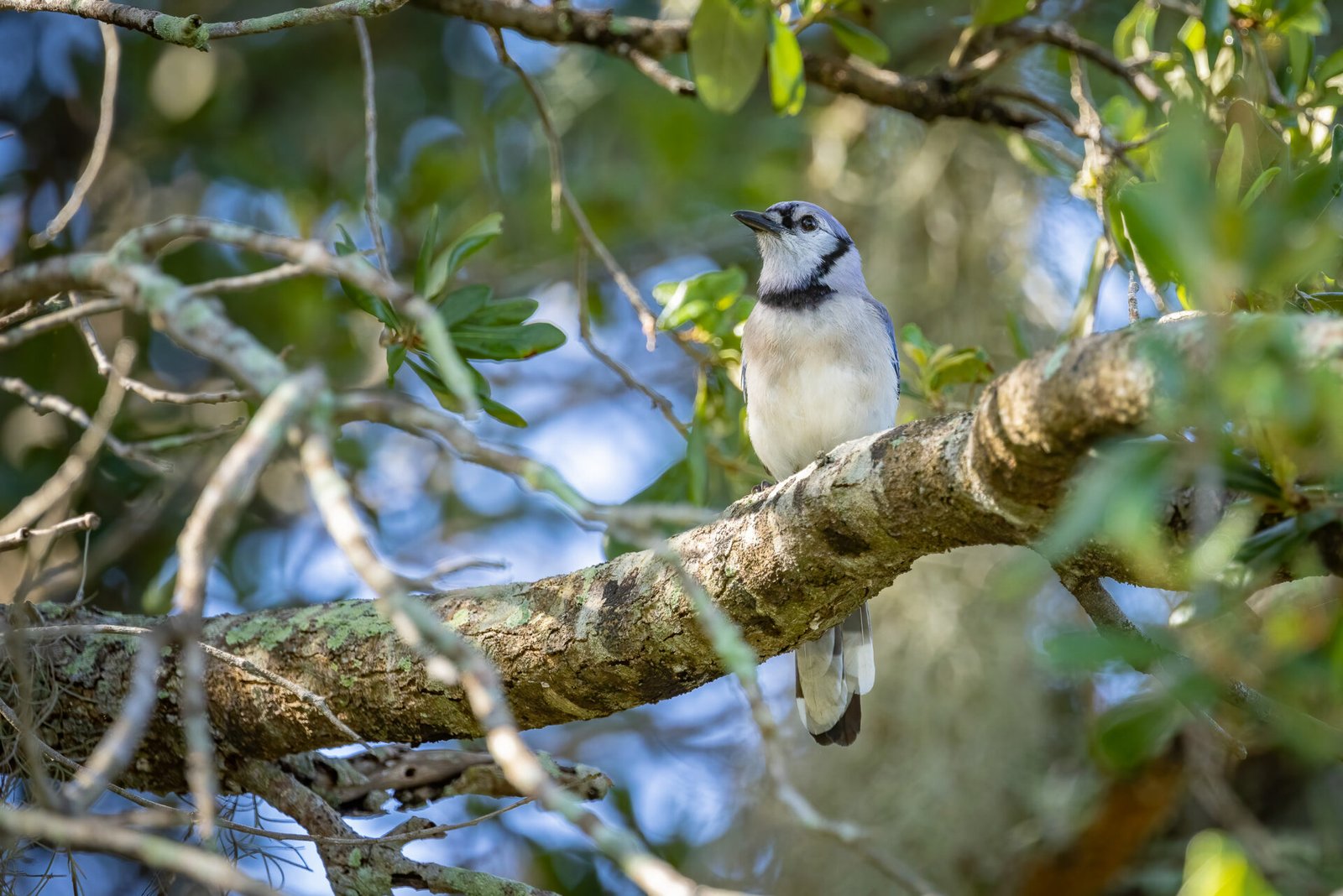 Blue Jay Perched In Live Oak Tree