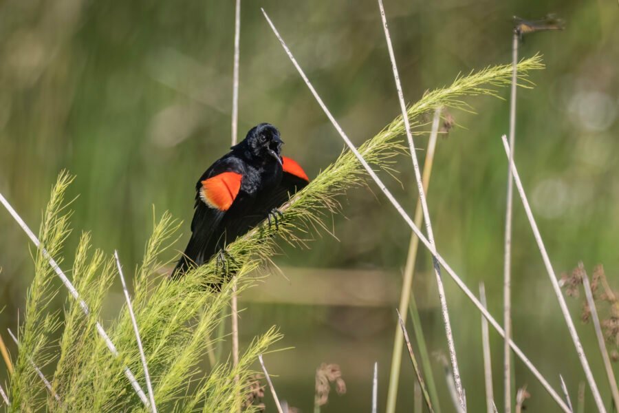 Male Red Winged Blackbird Singing With Wings Flared