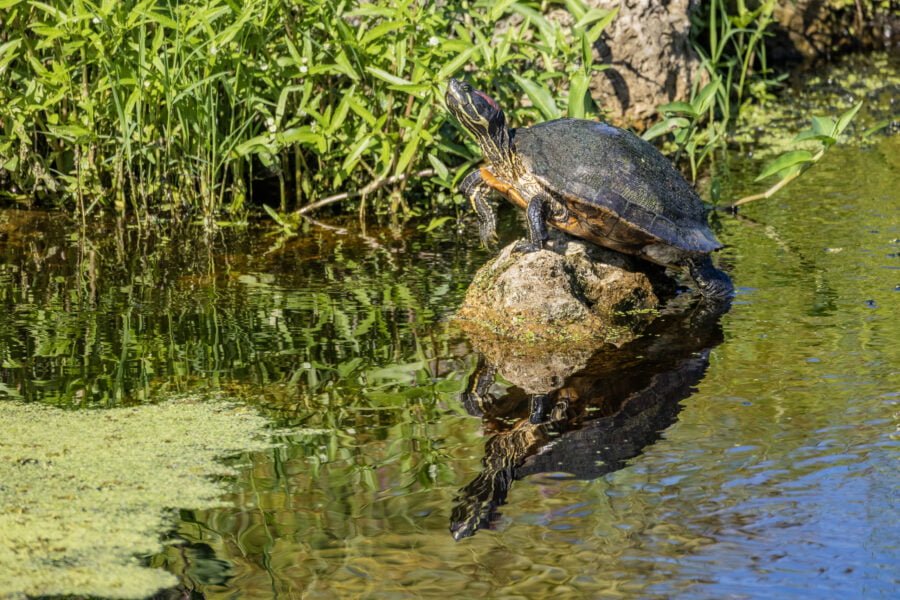 Florida Red Bellied Cooter Turtle Resting On Rock