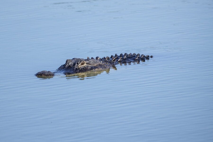 Large Alligator Cruising Toward Shore