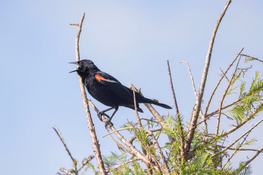 Red Winged Blackbird Singing From Top Of Cypress Tree