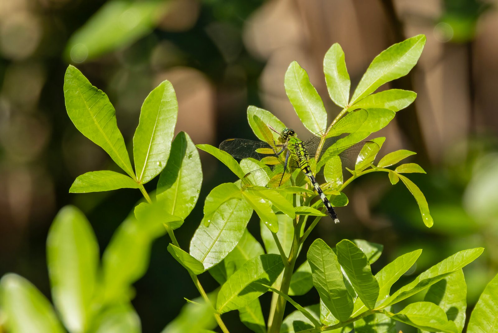 Green Darner Dragonfly Blending Into Foliage