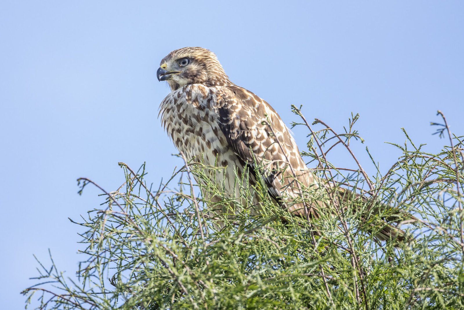 Juvenile Red Shouldered Hawk Perched Atop Cypress Tree