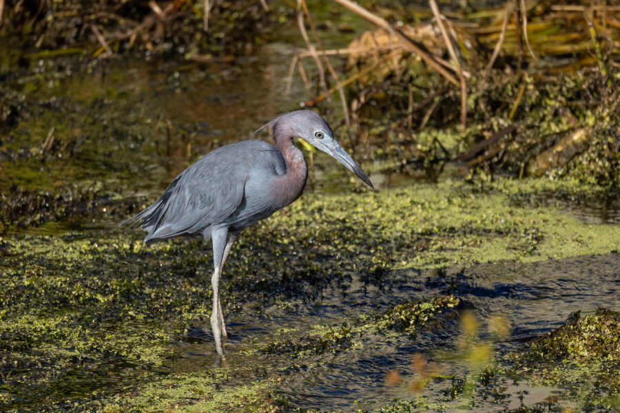 Little Blue Heron Hunting For Breakfast