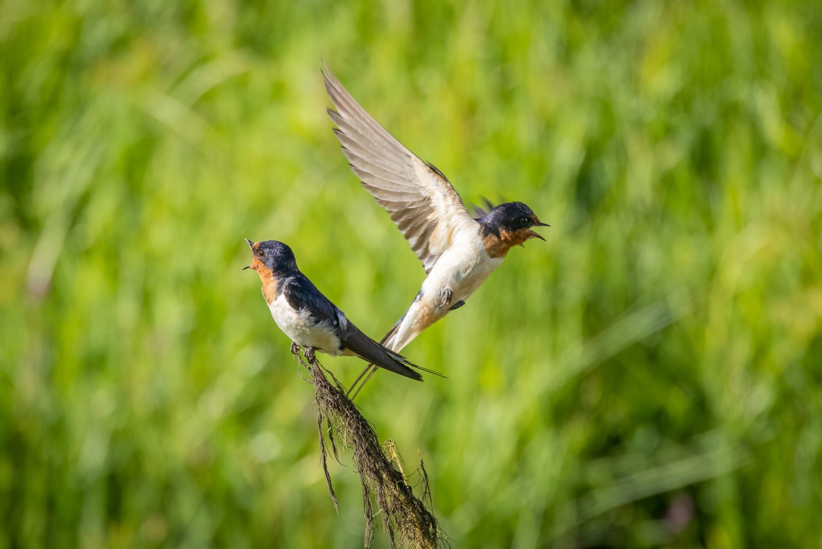 Tree Swallow Flying At Partner