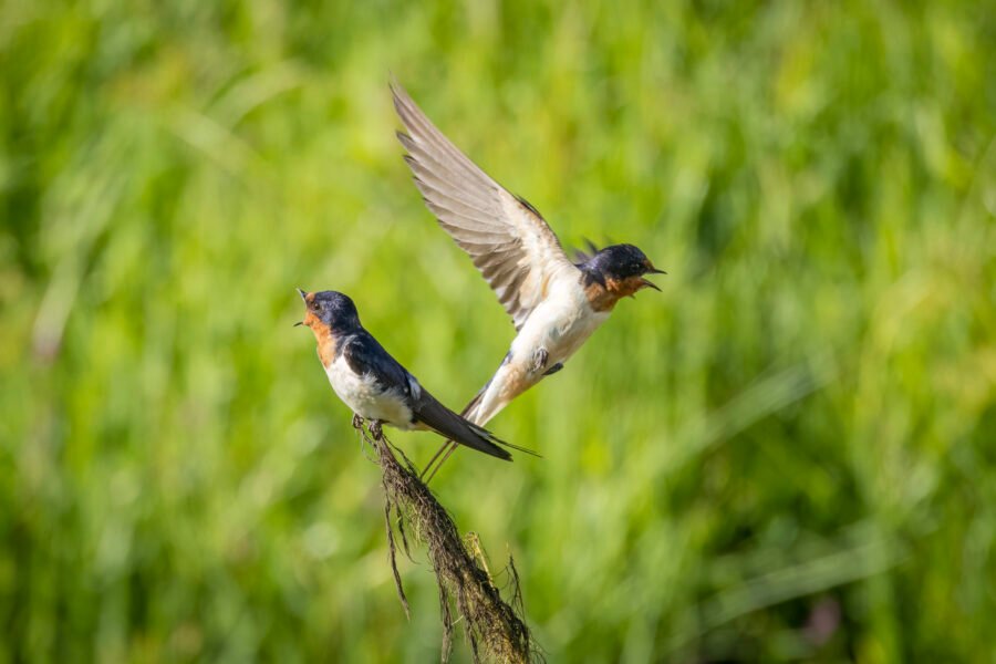 Tree Swallow Flying At Partner