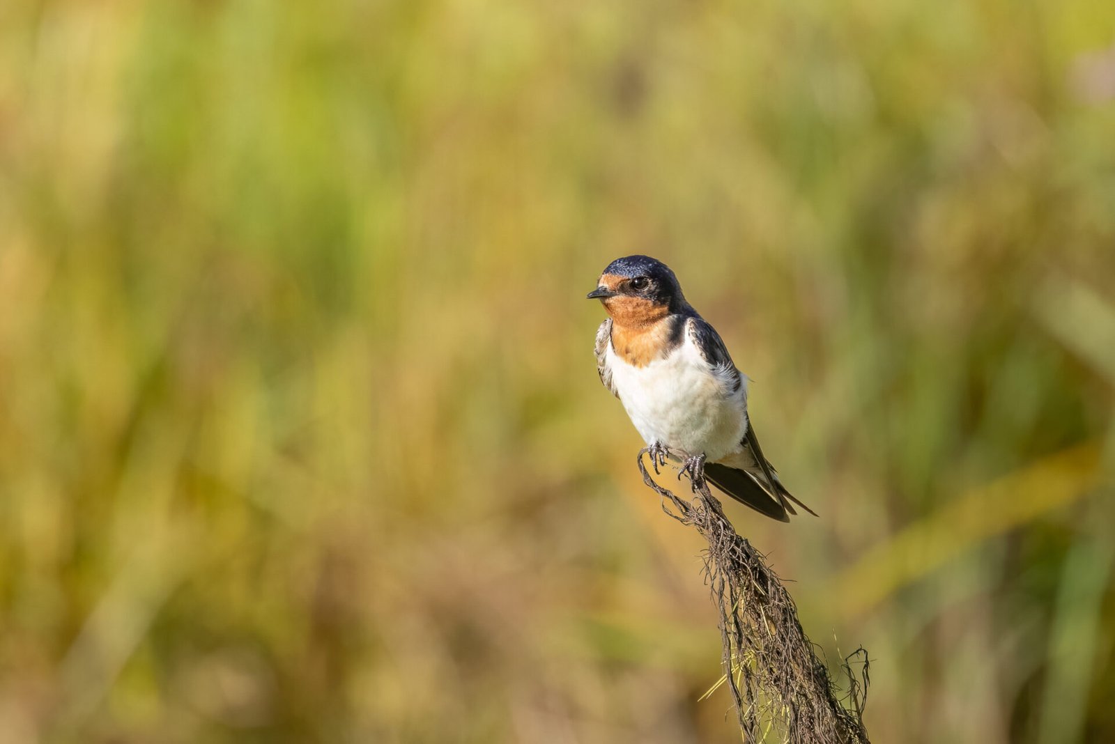 Tree Swallow Resting On Weed Covered Stick