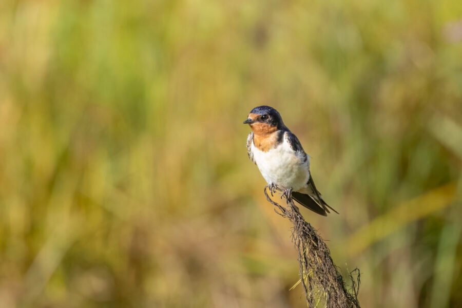 Tree Swallow Resting On Weed Covered Stick