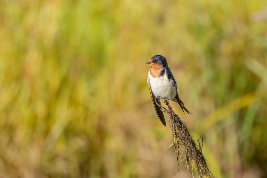 Tree Swallow Stretching Wings On Perch