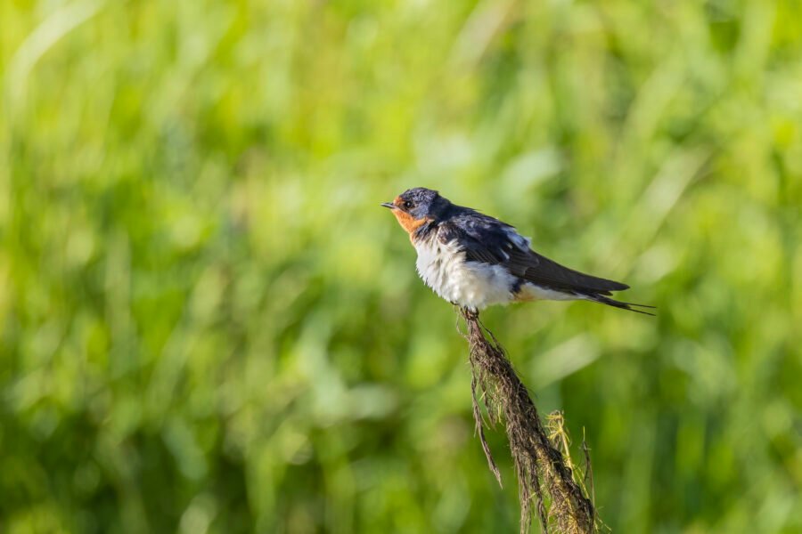 Tree Swallow With Ruffled Feathers On Perch