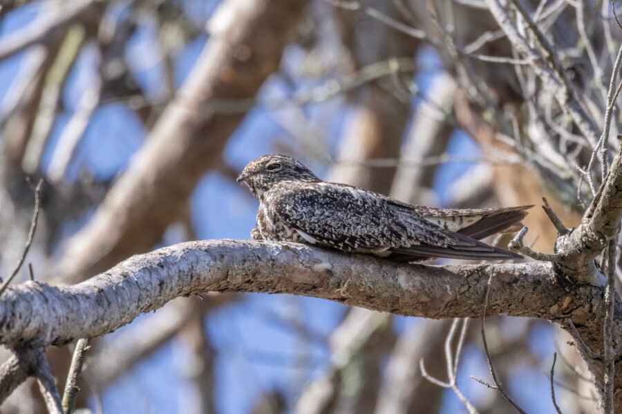 Common Nighthawk Napping In Dead Tree