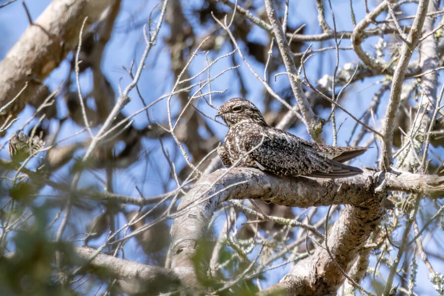 Common Nighthawk Resting In Dead Tree