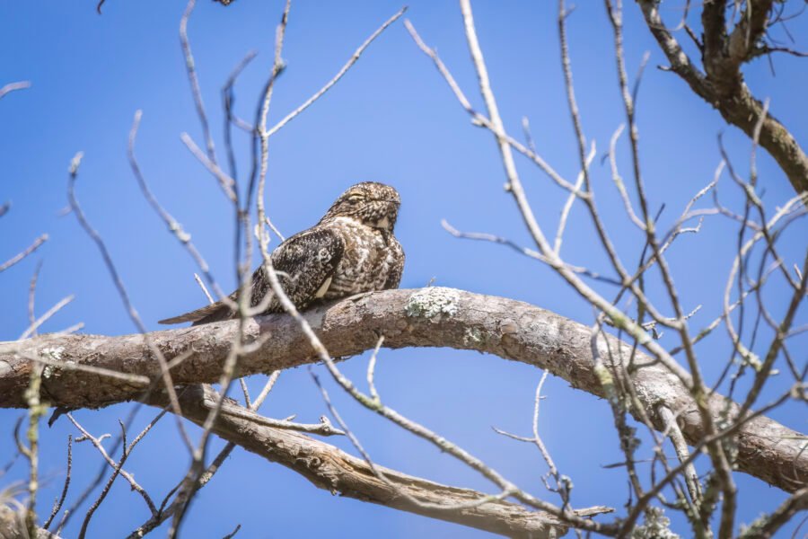 Common Nighthawk Taking A Nap