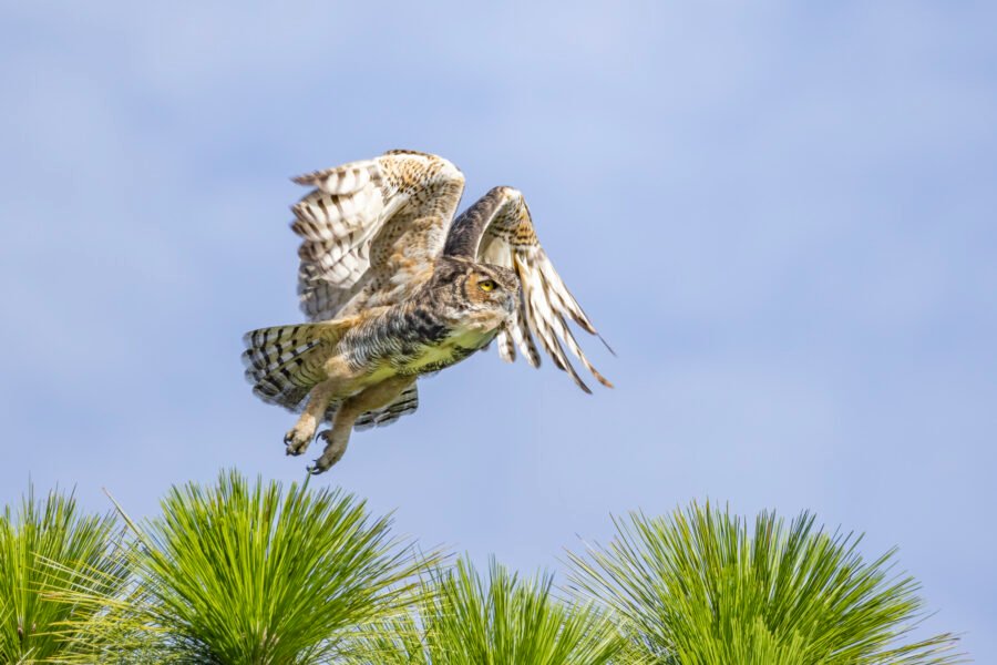 Great Horned Owl Flies Away