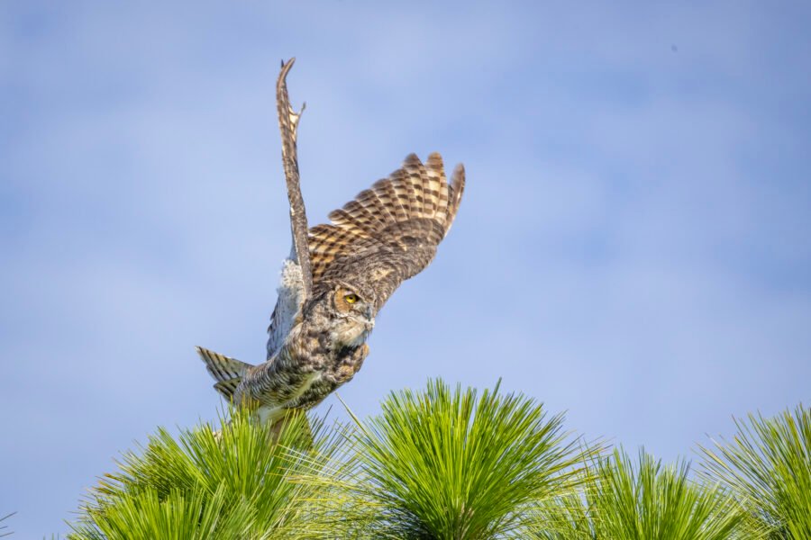 Great Horned Owl Lifting Off