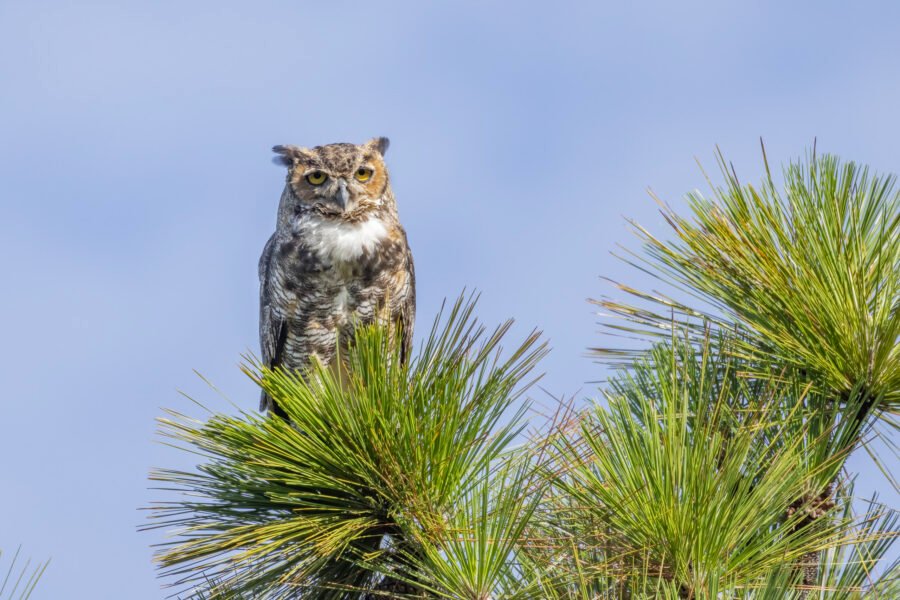 Great Horned Owl Resting On Top Of Pine Tree