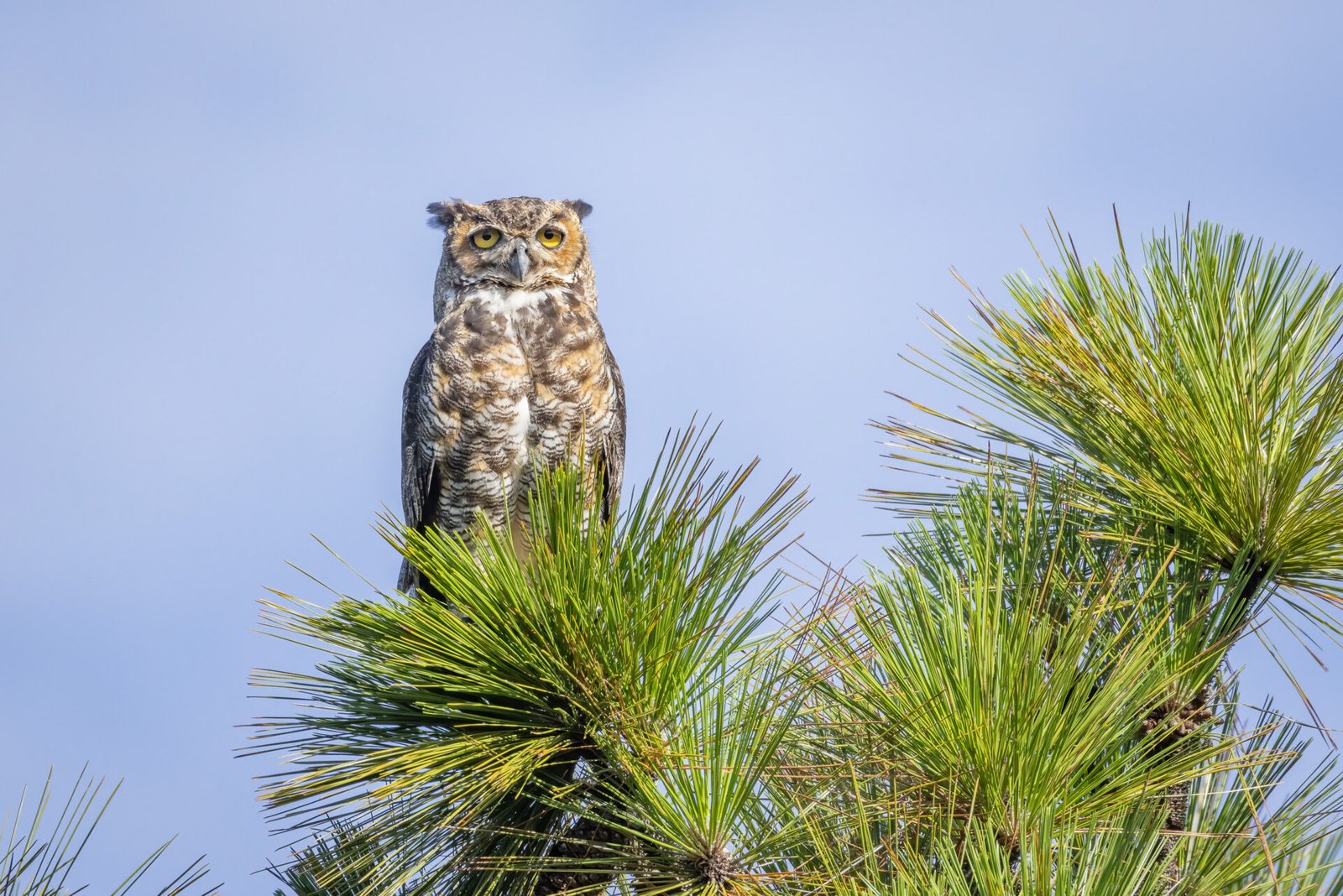 Great Horned Owl Sitting At Top Of Pine Tree