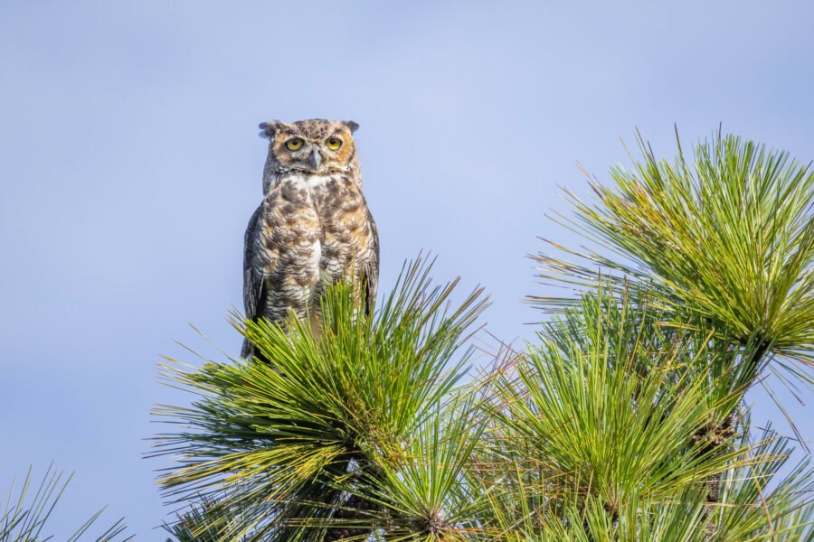 Great Horned Owl Sitting At Top Of Pine Tree