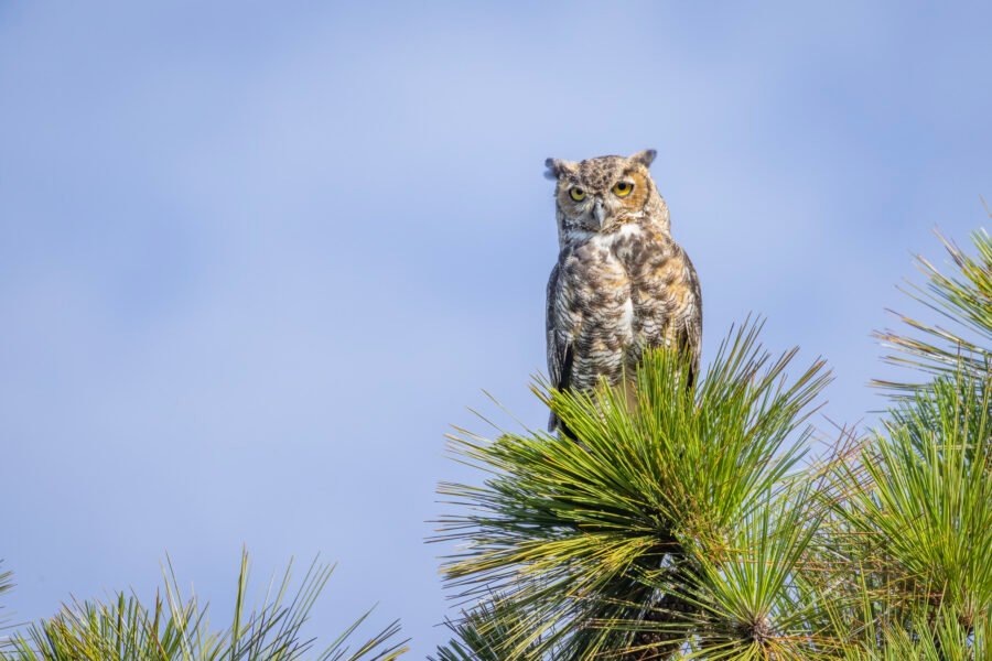 Great Horned Owl Watching From Top Of Pine Tree