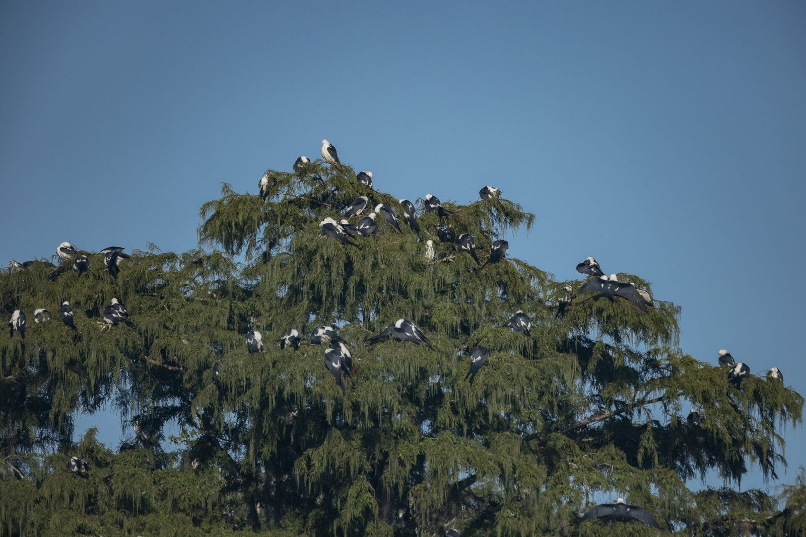 Large Group Of Swallow Tailed Kites Roosting In Cypress Tree