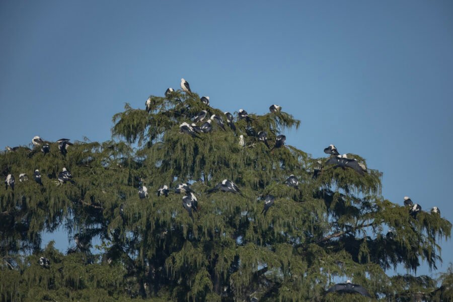 Large Group Of Swallow Tailed Kites Roosting In Cypress Tree