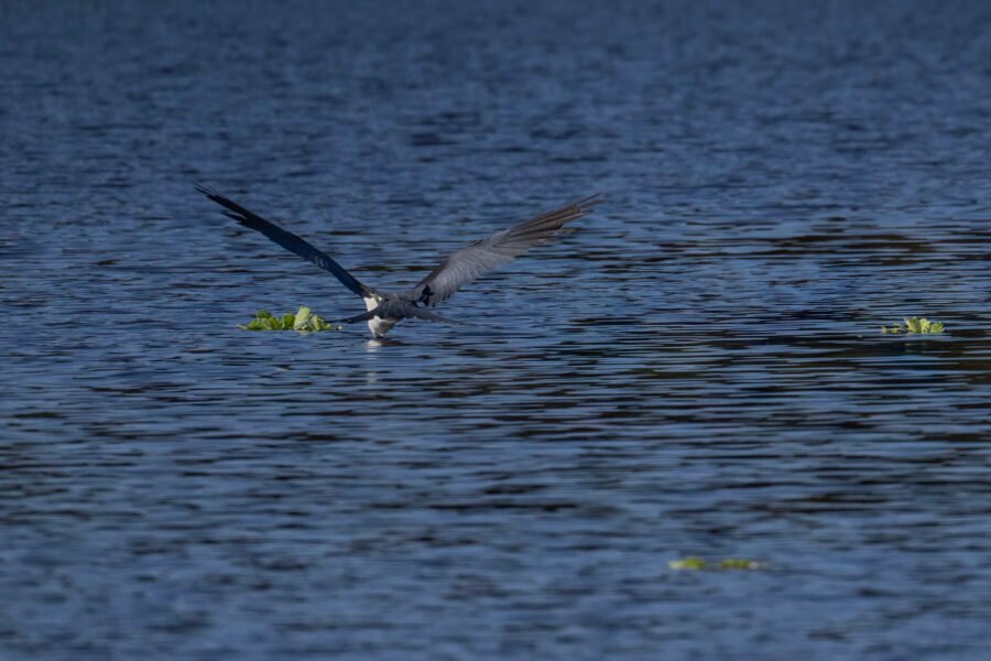 Swallow Tailed Kite Swooping For Drink