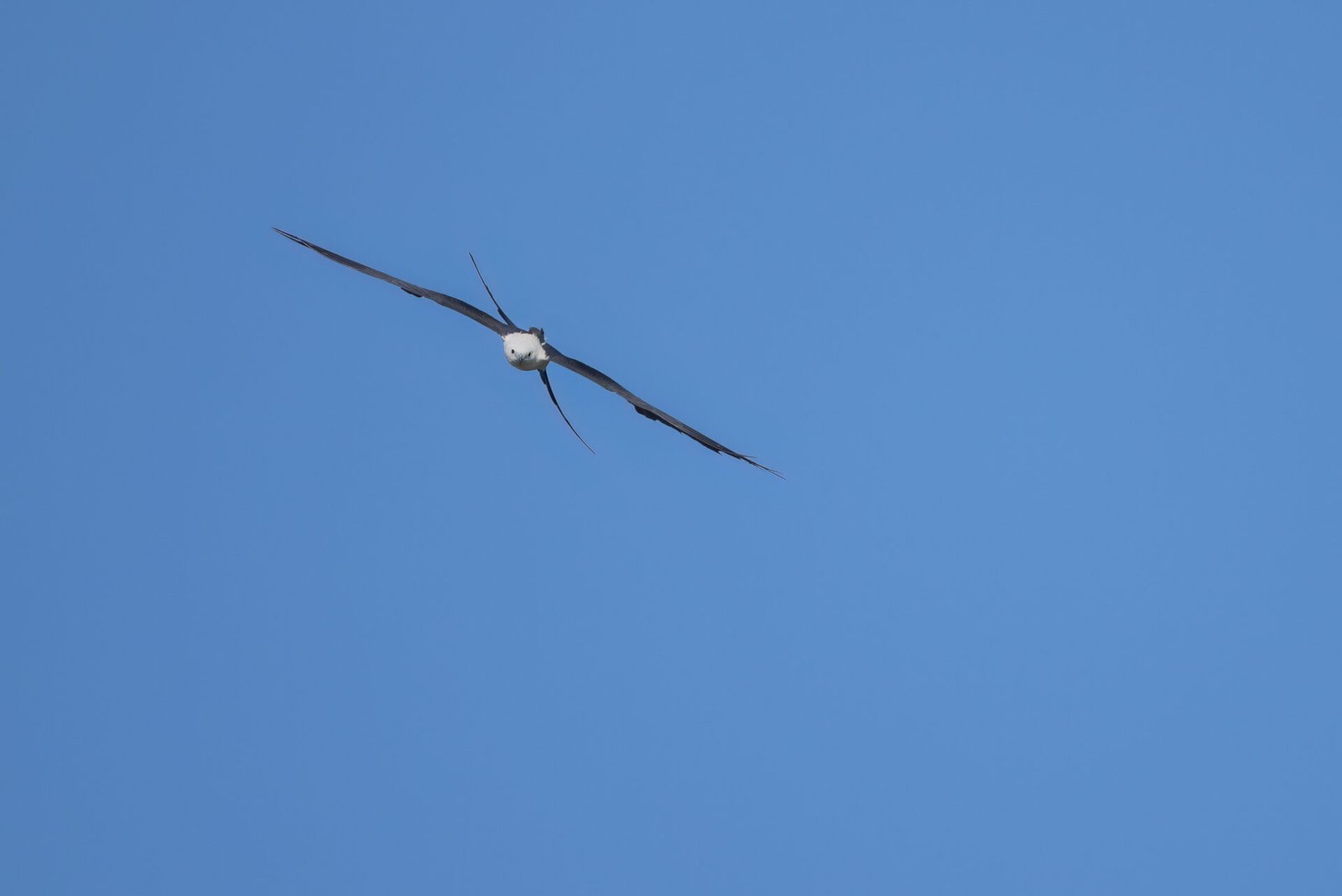 Swallow Tailed Kite Working Tail