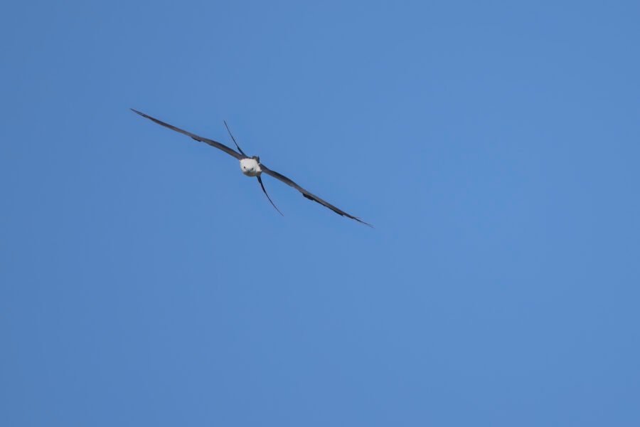 Swallow Tailed Kite Working Tail