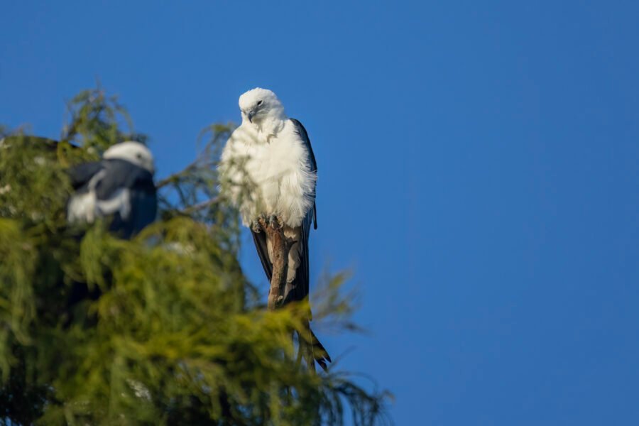 Swallow Tailed Kite Awakening From Evening Roost