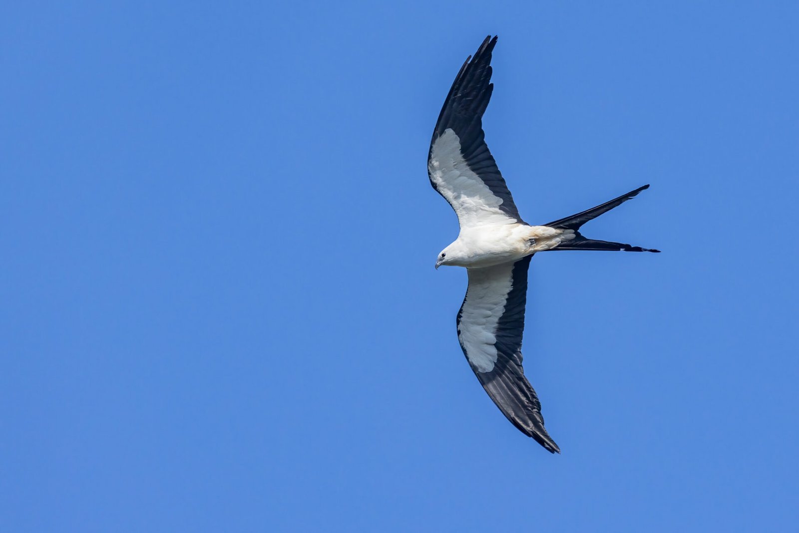 Swallow Tailed Kite Banking Down And Left