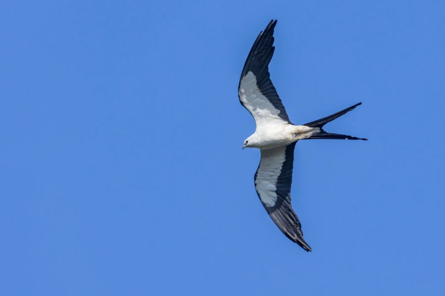 Swallow Tailed Kite Banking Down And Left