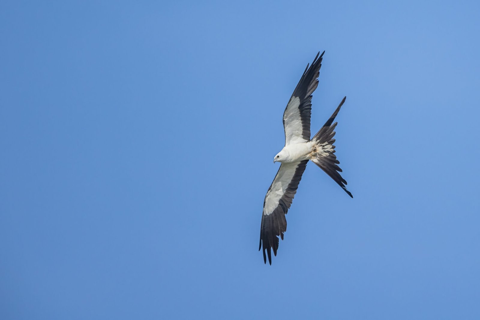 Swallow Tailed Kite Banking Hard Left