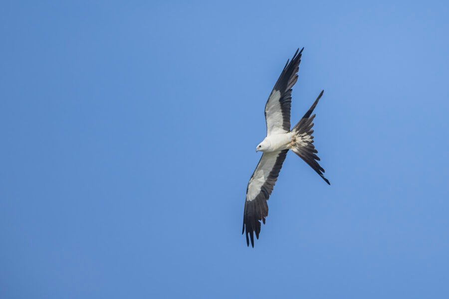 Swallow Tailed Kite Banking Hard Left