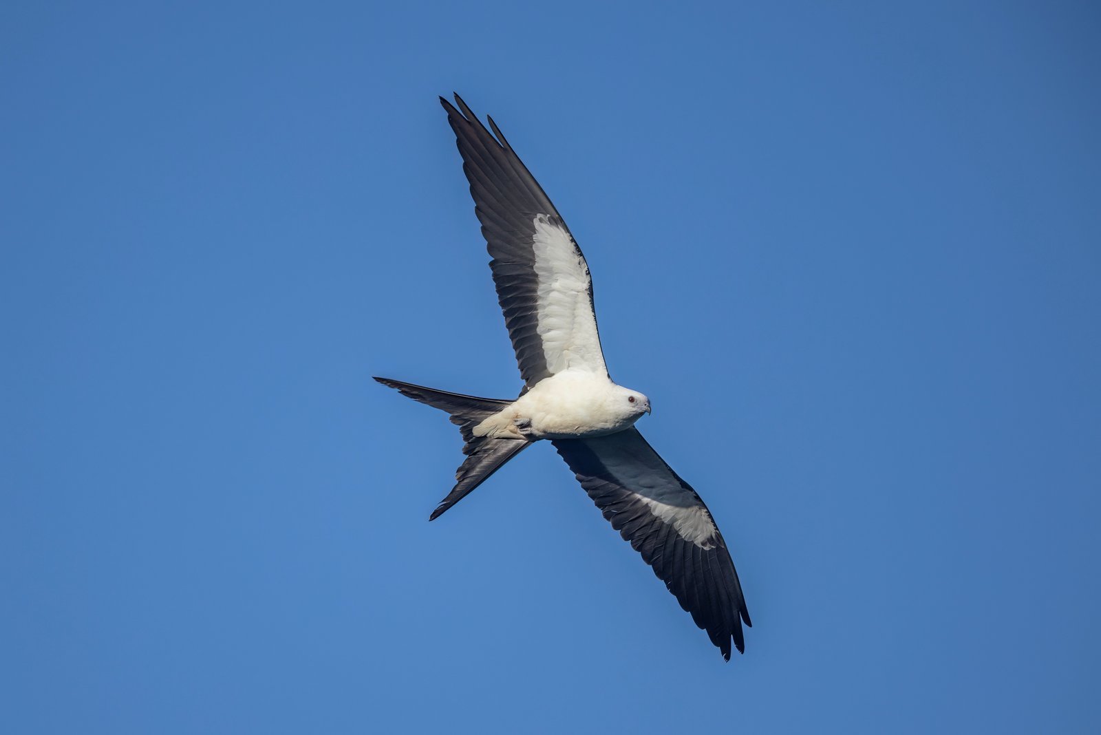 Swallow Tailed Kite Banking To Right