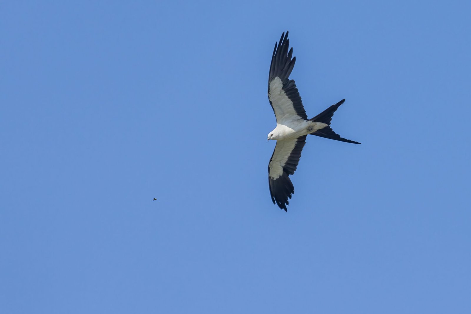 Swallow Tailed Kite Chasing Bug