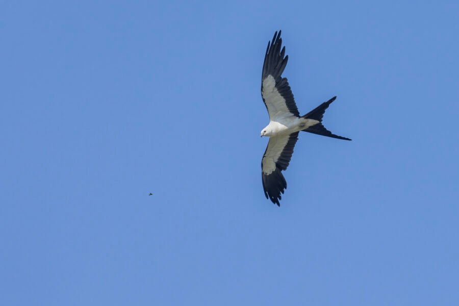 Swallow Tailed Kite Chasing Bug