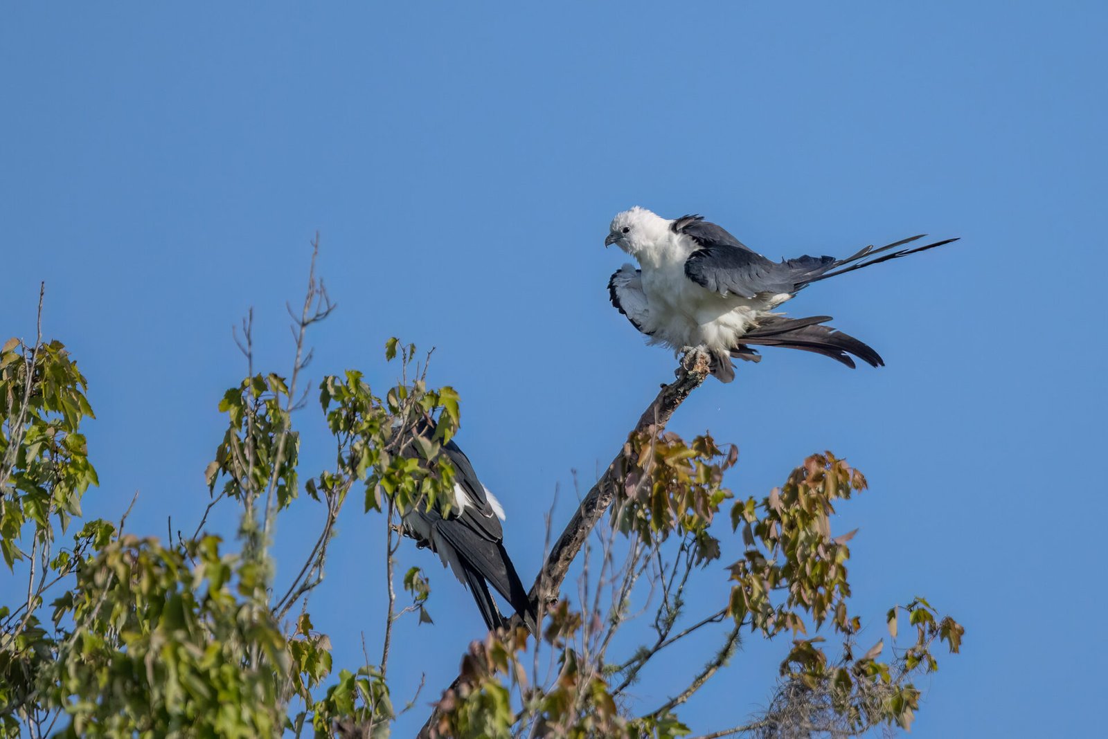 Swallow Tailed Kite Fluffing Up