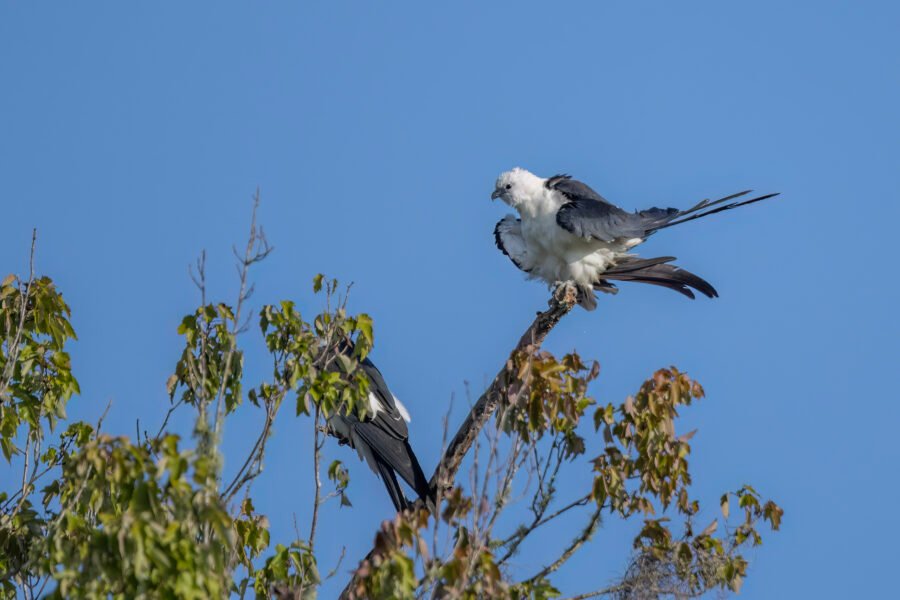 Swallow Tailed Kite Fluffing Up
