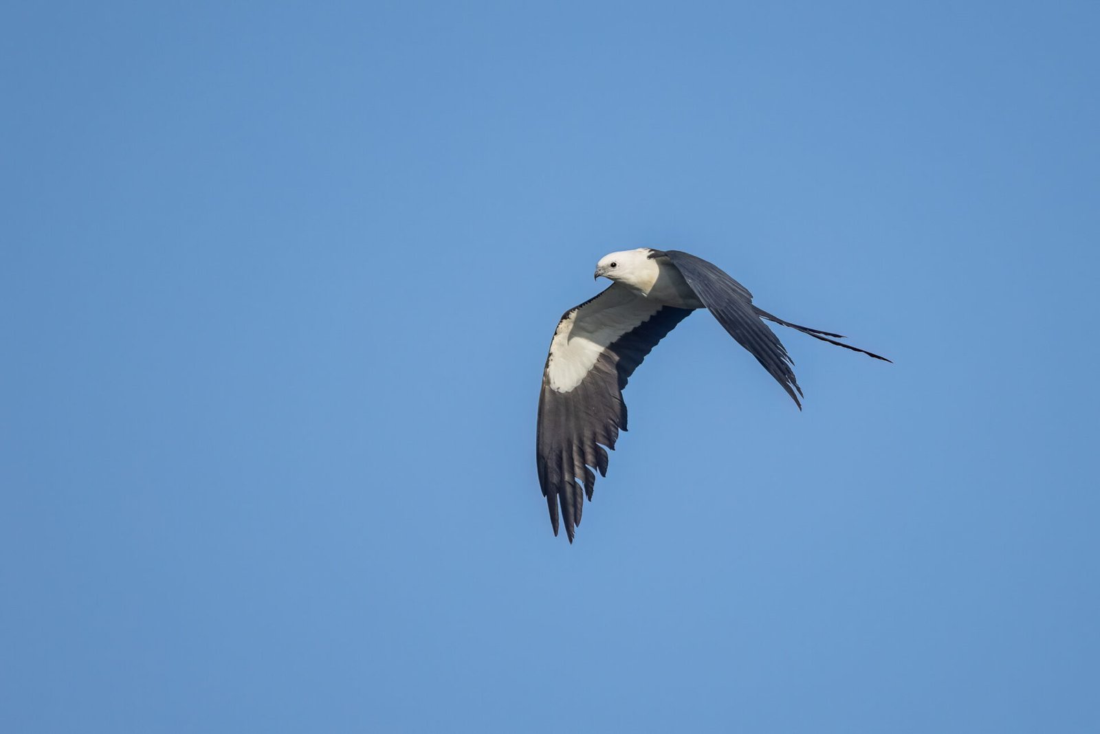 Swallow Tailed Kite Flying By To Left